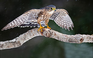 brown and grey bird on tree