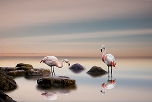 two greater flamingos, flamingo, bird, ocean HD wallpaper
