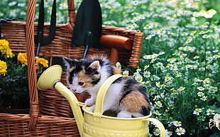 white, orange and black kitten in yellow watering can