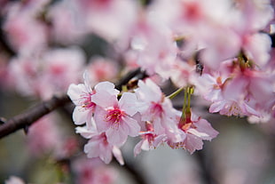 close-up photography of white-and-pink petaled flowers, hejin