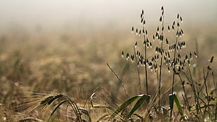 wheat plant, nature, depth of field, plants