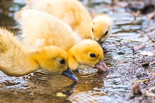 three little ducks drinking water on lake HD wallpaper