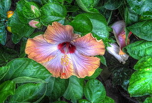 purple and orange flower