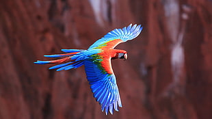 flying blue, green, and red parrot HD wallpaper