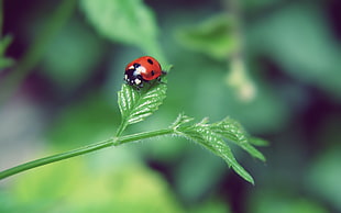 close up photography of ladybug on green leaf