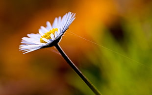 white daisy flower, nature HD wallpaper