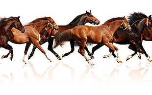 horse running artwork HD wallpaper
