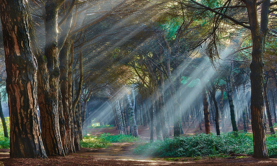 brown trees, nature HD wallpaper