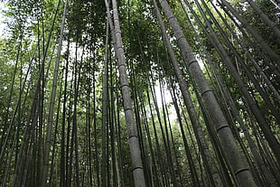 gray bamboo trees, bamboo, forest, landscape, Japanese Garden HD wallpaper