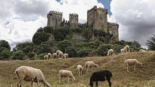 herd of Goats near stonewall castle