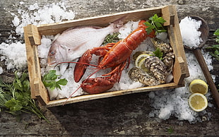 orange lobster, white fish and black oysters ince HD wallpaper