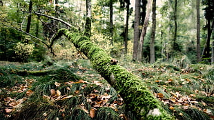 green leafed tree, nature, HDR, forest, trees HD wallpaper
