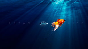 orange fish, goldfish, underwater, typography, sea HD wallpaper