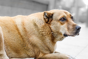 sort-coated tan dog sitting on grey concrete pavement