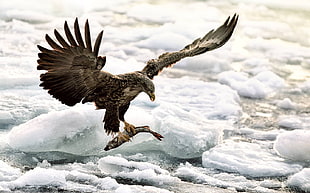 bald eagle on snow at daytime, eagle, fish