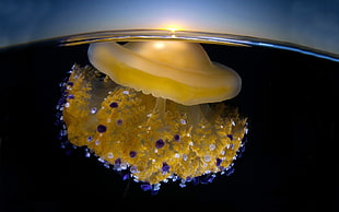 macro photography of yellow sea creature