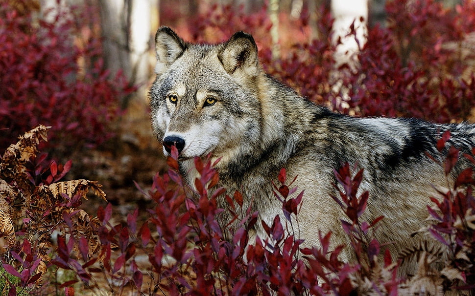 gray and black wolf on red grass, wolf, forest, landscape, animals HD wallpaper