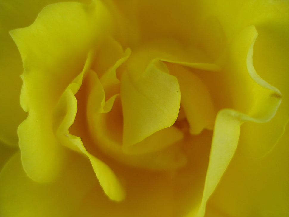 yellow Rose flower in bloom macro photo HD wallpaper