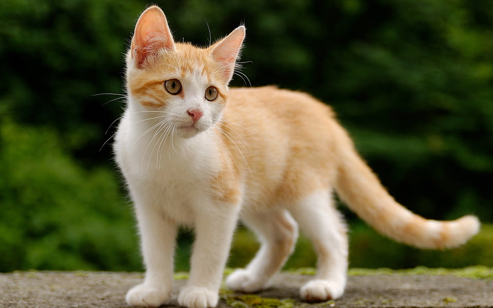 white and brown short-fur cat, animals, cat HD wallpaper