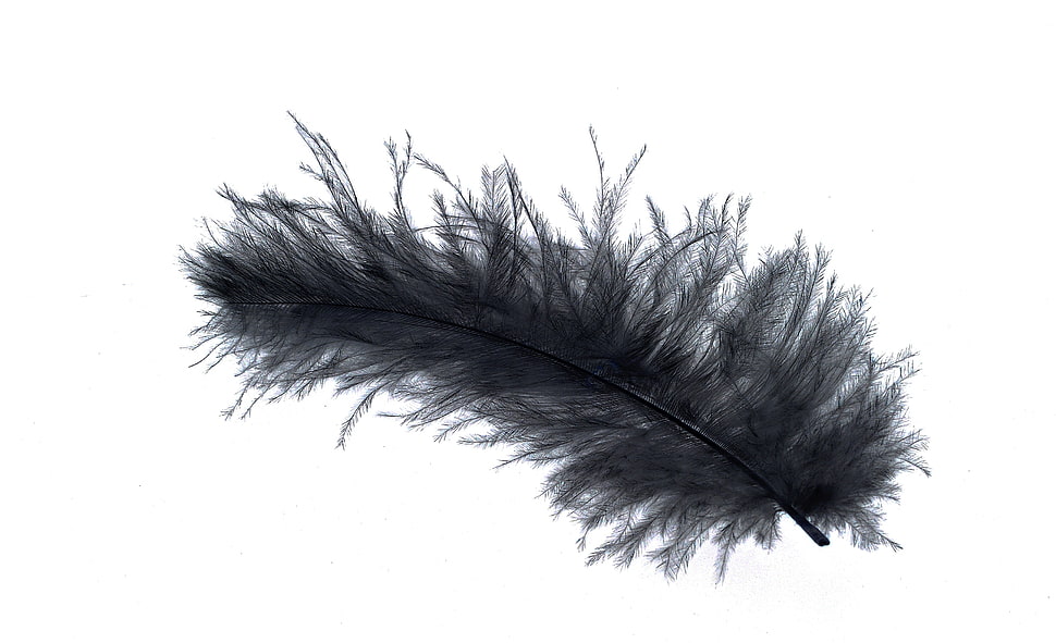 single black feather HD wallpaper