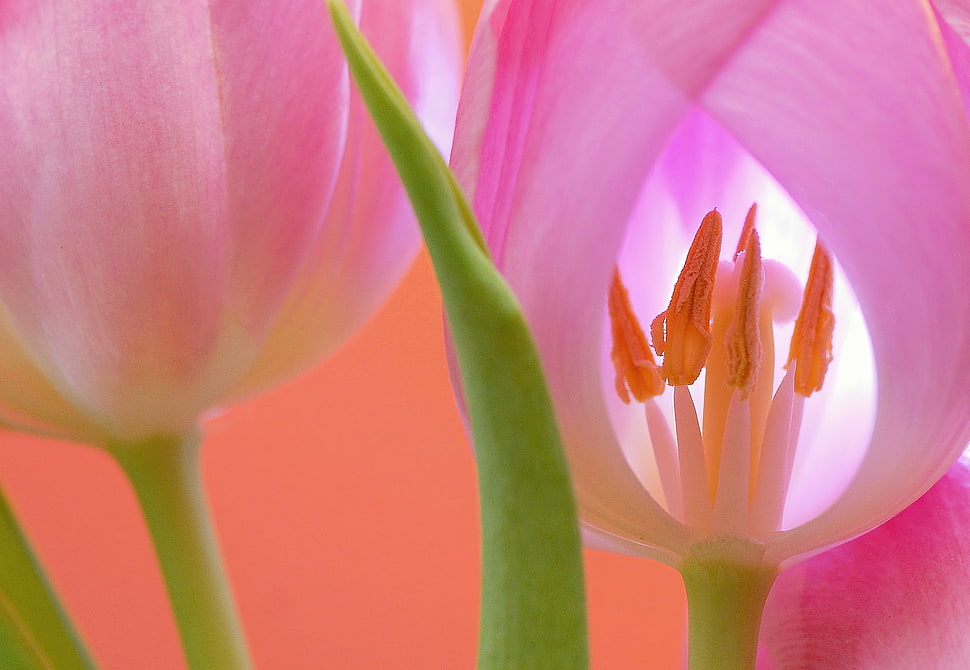 selective focus photography of pink Tulips flower HD wallpaper