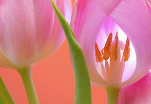 selective focus photography of pink Tulips flower