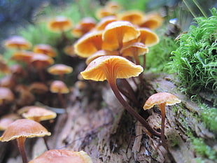 yellow mushroom photography HD wallpaper