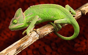 green Chameleon on twig HD wallpaper