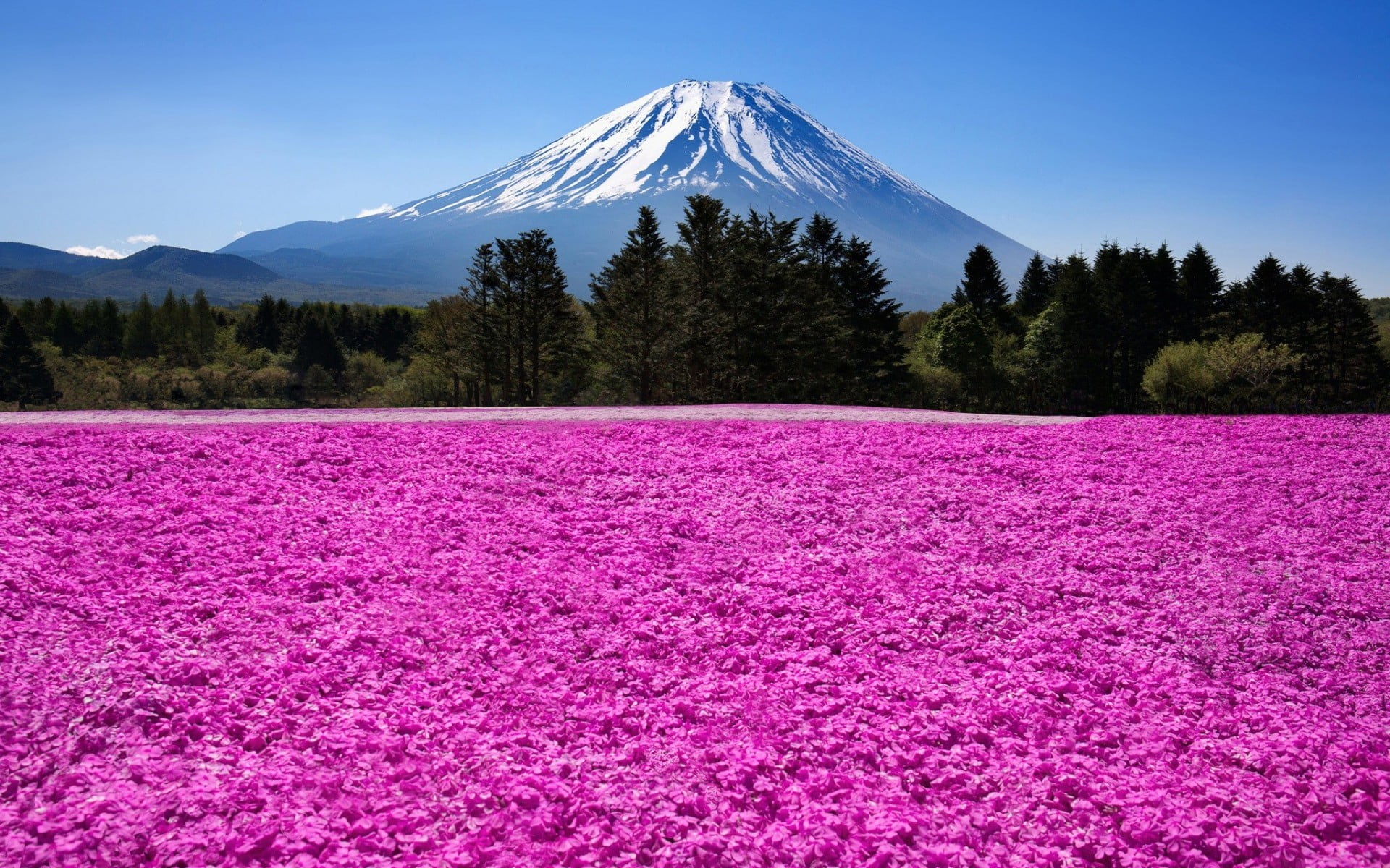 purple petaled bed of flowers, nature, landscape, mountains, trees