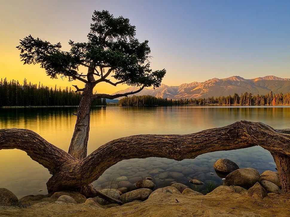 green leaf tree near river on golden hours HD wallpaper