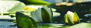 white and green waterlily, nature, water lilies, water, white flowers