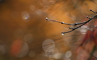 selective photography of tree branch with drops of water during daytime close-up photo