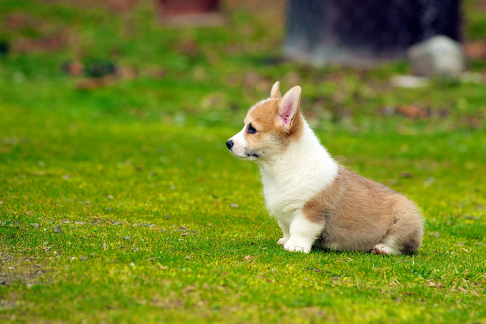 tan and white cardigan welsh Corgi puppy on grass field in selective focus photography, puppies HD wallpaper