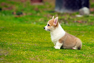 tan and white cardigan welsh Corgi puppy on grass field in selective focus photography, puppies