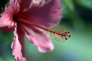 selective focus photo of pink Hibiscus flower HD wallpaper