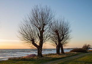 landscape photography of two bare trees near body of water