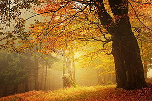 brown leafed tree, amber, forest, fall, mist HD wallpaper