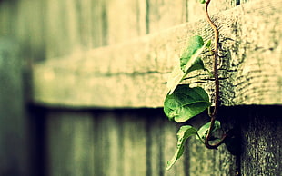 green leaf on wooden fence