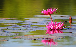 pink Lilly flower HD wallpaper