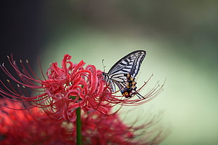 Zebra Swallowtail perched on red petaled flower