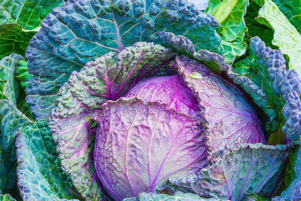 multicolored vegetable HD wallpaper
