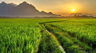 green lawn, landscape, sunset, field, path HD wallpaper