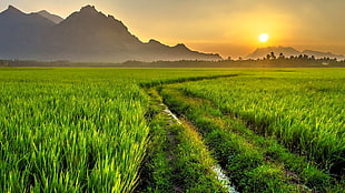 green lawn, landscape, sunset, field, path