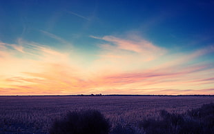 brown grass, sky, field, sunset, landscape
