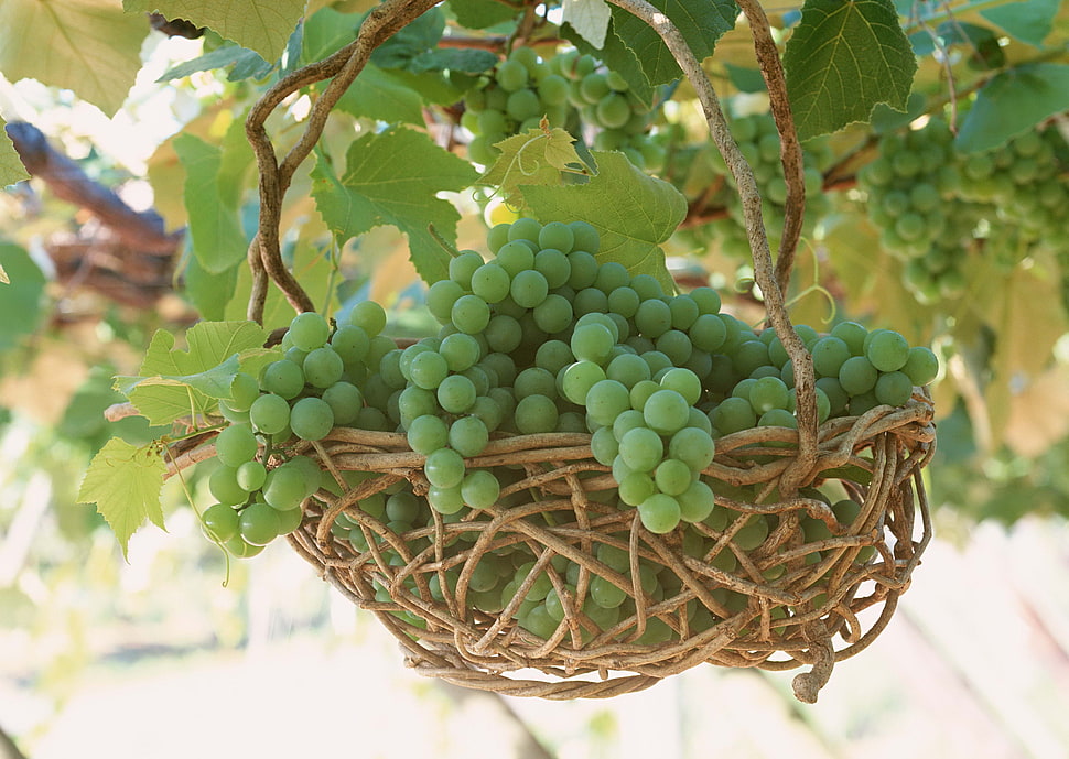 basket full of white grapes HD wallpaper