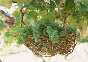 basket full of white grapes