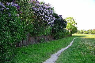 purple flowers with brown wooden fence with narrow road