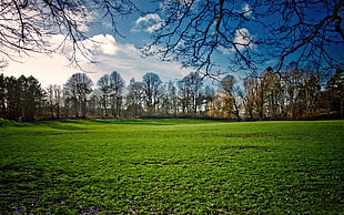 wide angle photo of green meadow surrounded by trees