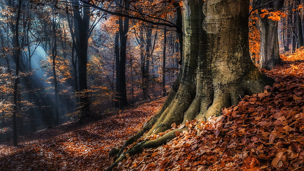 orange trees, nature, landscape, trees, forest HD wallpaper