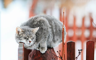 short-fur gray cat, cat, animals, closed eyes, fence HD wallpaper